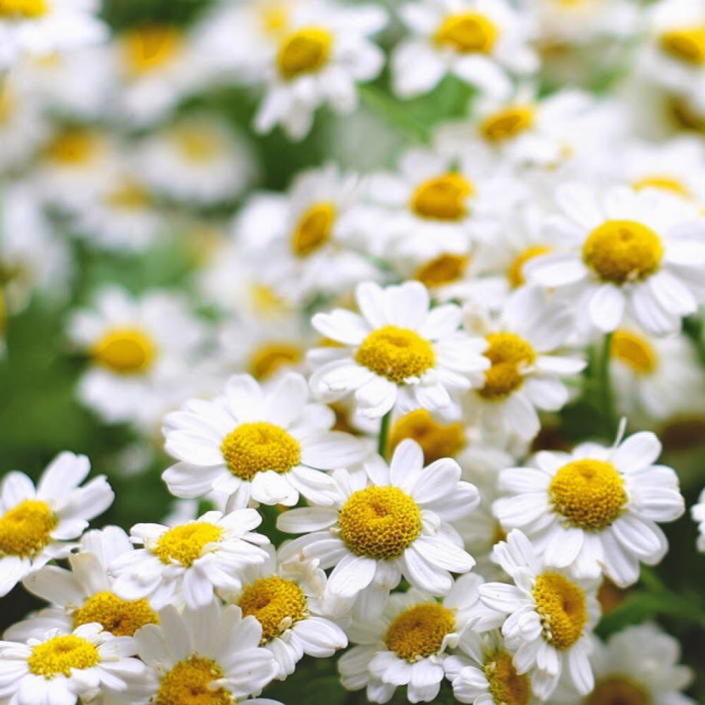 Meet your Posher, Dilpreet